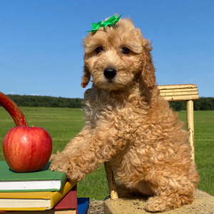 Goldendoodle Puppy Foxy