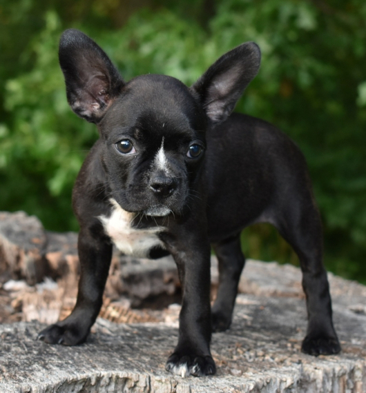 Nova Frenchton Puppy 682759 PuppySpot