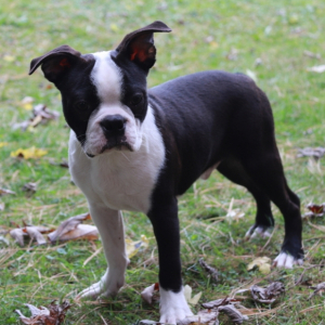 Boston Terrier Puppy Logan