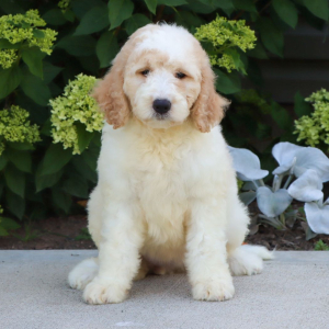 Goldendoodle Puppy Oaklynn