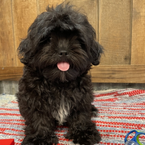 Shihpoo Puppy Noland