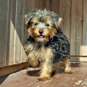 Yorkshire Terrier Puppy Dusty
