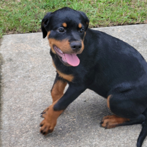 Rottweiler Puppy Bella