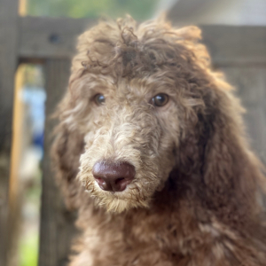 Poodle Puppy Prince