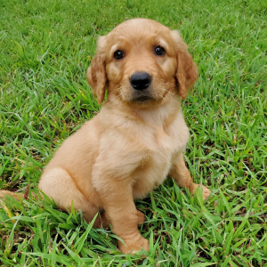 Golden Retriever Puppy Nala