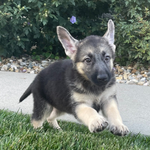 German Shepherd Dog Puppy Priscilla