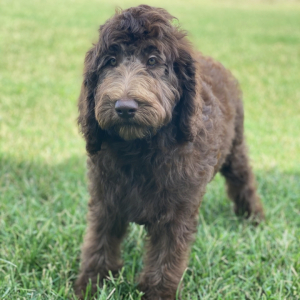 Labradoodle Puppy Lilly