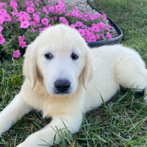 Golden Retriever Puppy Belinda