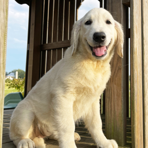 Golden Retriever Puppy Belinda
