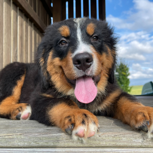 Bernese Mountain Dog Puppy Emma