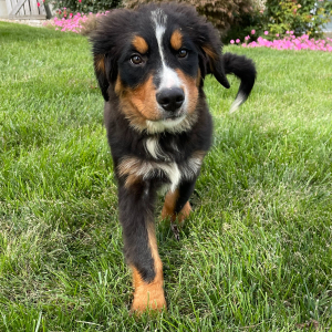Bernese Mountain Dog Puppy Emma