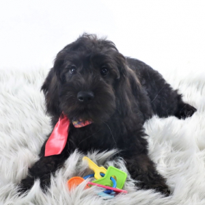 Schnoodle Puppy Norman