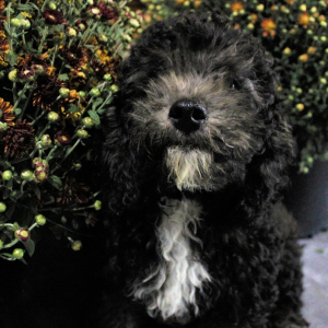 Cockapoo Puppy Panda