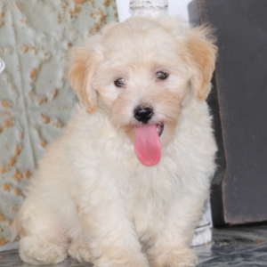 Maltipoo Puppy Jayce
