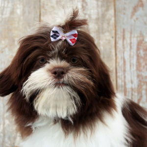 Shih Tzu Puppy Matt