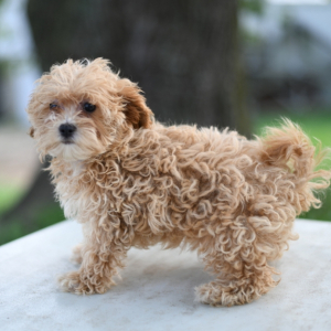 Maltipoo Puppy Abby
