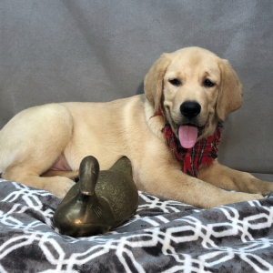 Labrador Retriever Puppy Friendly