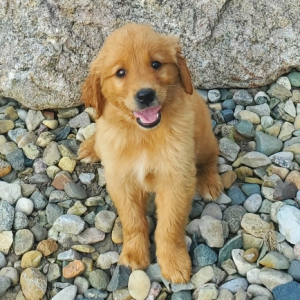Golden Retriever Puppy Abigail