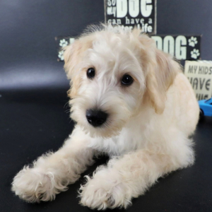 Schnoodle Puppy Bernard