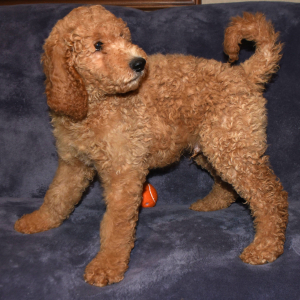 Goldendoodle Puppy Fritz