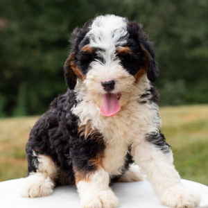 Bernedoodle Puppy Finn