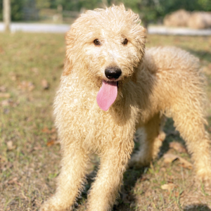 Goldendoodle Puppy Pansy