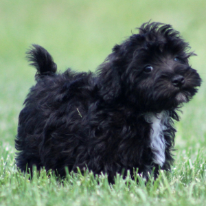 Schnoodle Puppy Norm