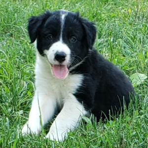 Border Collie Puppy Luke