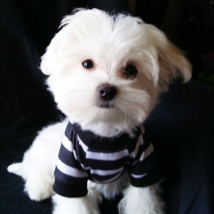 Maltese Puppy Liberty