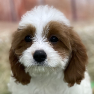 Cavapoo Puppy Devoe