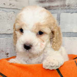 Cockapoo Puppy Bronson