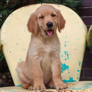 Golden Retriever Puppy Nevin