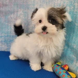 Havanese Puppy Thayer