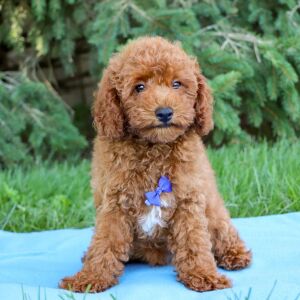 Poodle Puppy Gabriel