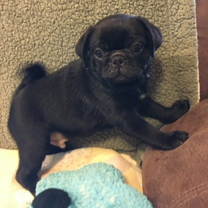 Pug Puppy Kiko