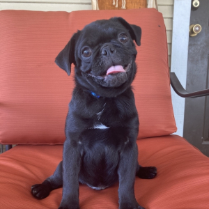 Pug Puppy Kiko