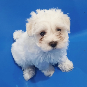 Maltese Puppy Piper