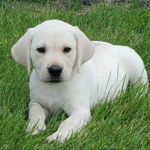 Labrador Retriever Puppy Otis