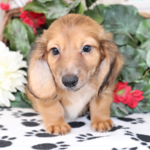 Dachshund Puppy Kali
