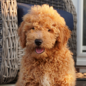 Goldendoodle Puppy Ian
