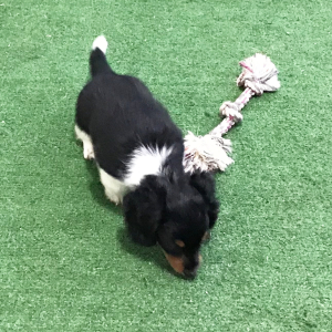 Dachshund Puppy Nova