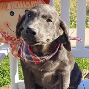 Labrador Retriever Puppy Arlo