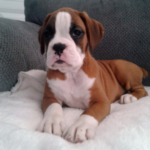 Boxer Puppy Stella