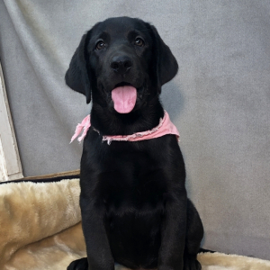 Labrador Retriever Puppy Zarla
