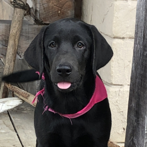 Labrador Retriever Puppy Zarla