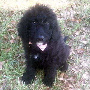Labradoodle Puppy Winston