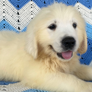 Golden Retriever Puppy Lloyd