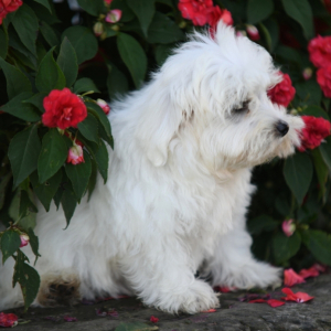 Maltese Puppy Abbott