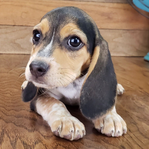 Beagle Puppy Luna