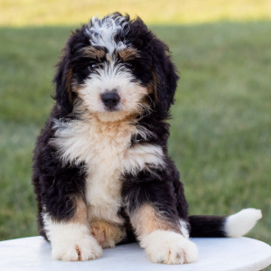 Bernedoodle Puppy Charlie